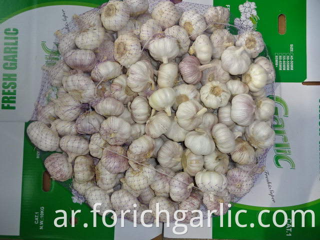 Normal Garlic Crop 2019 Jinxiang